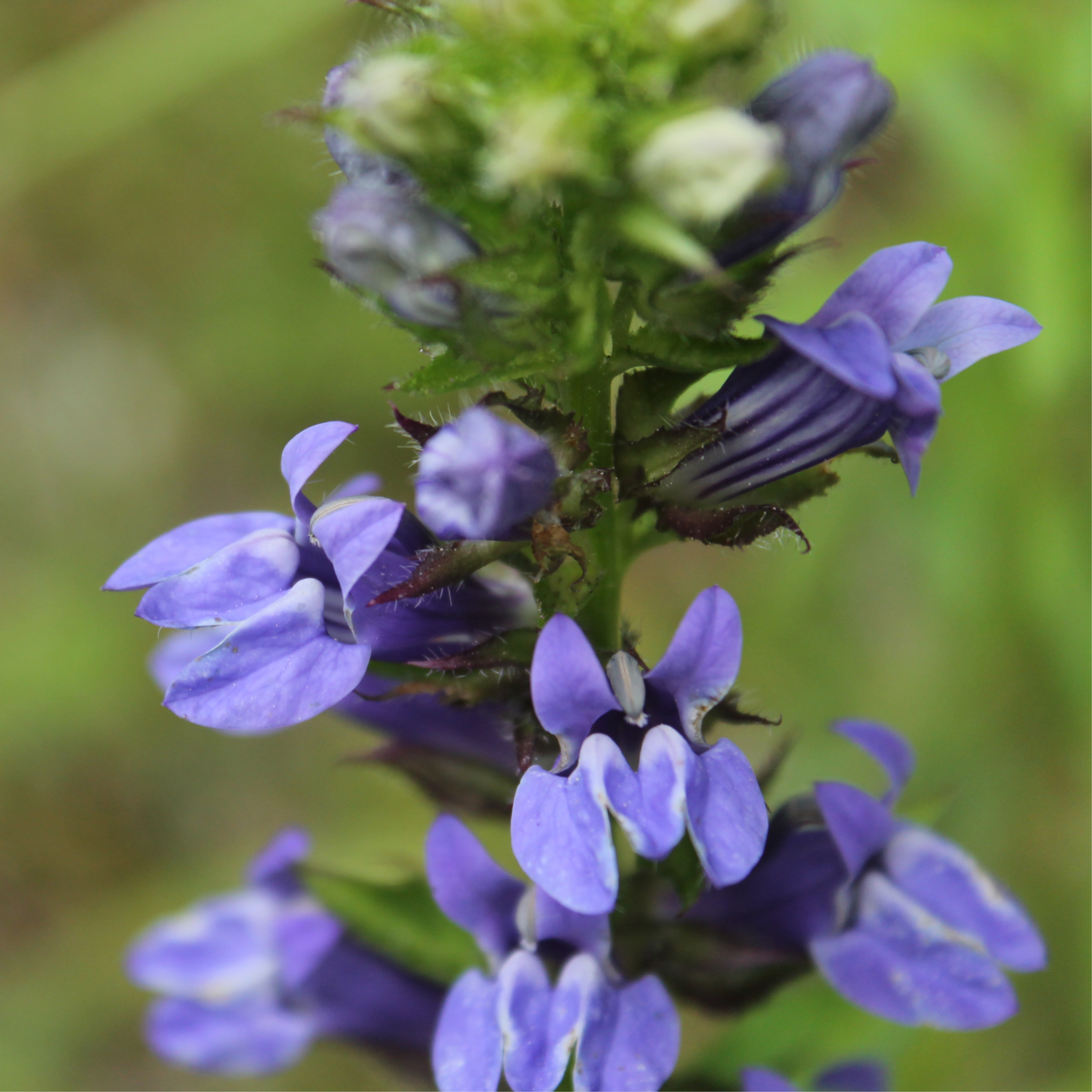 Lobelia × speciosa 'Fan Blue' 1.5L