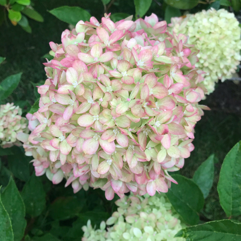 Hydrangea paniculata 'Little Lime' 3L / 5L