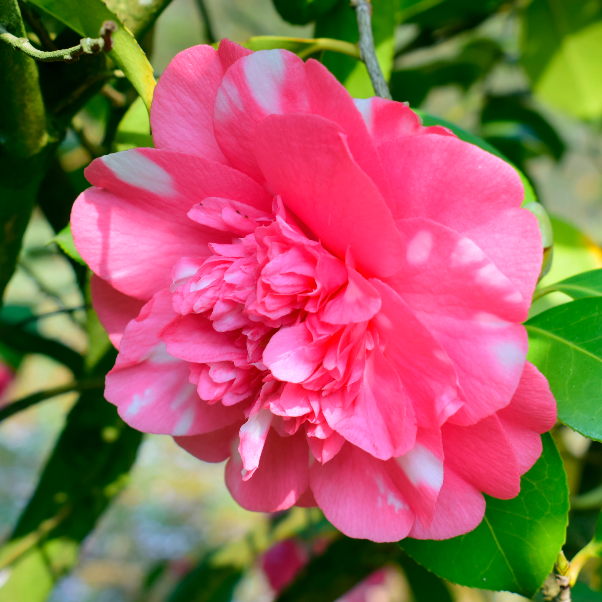 Camellia japonica Debbie 9cm / 2L