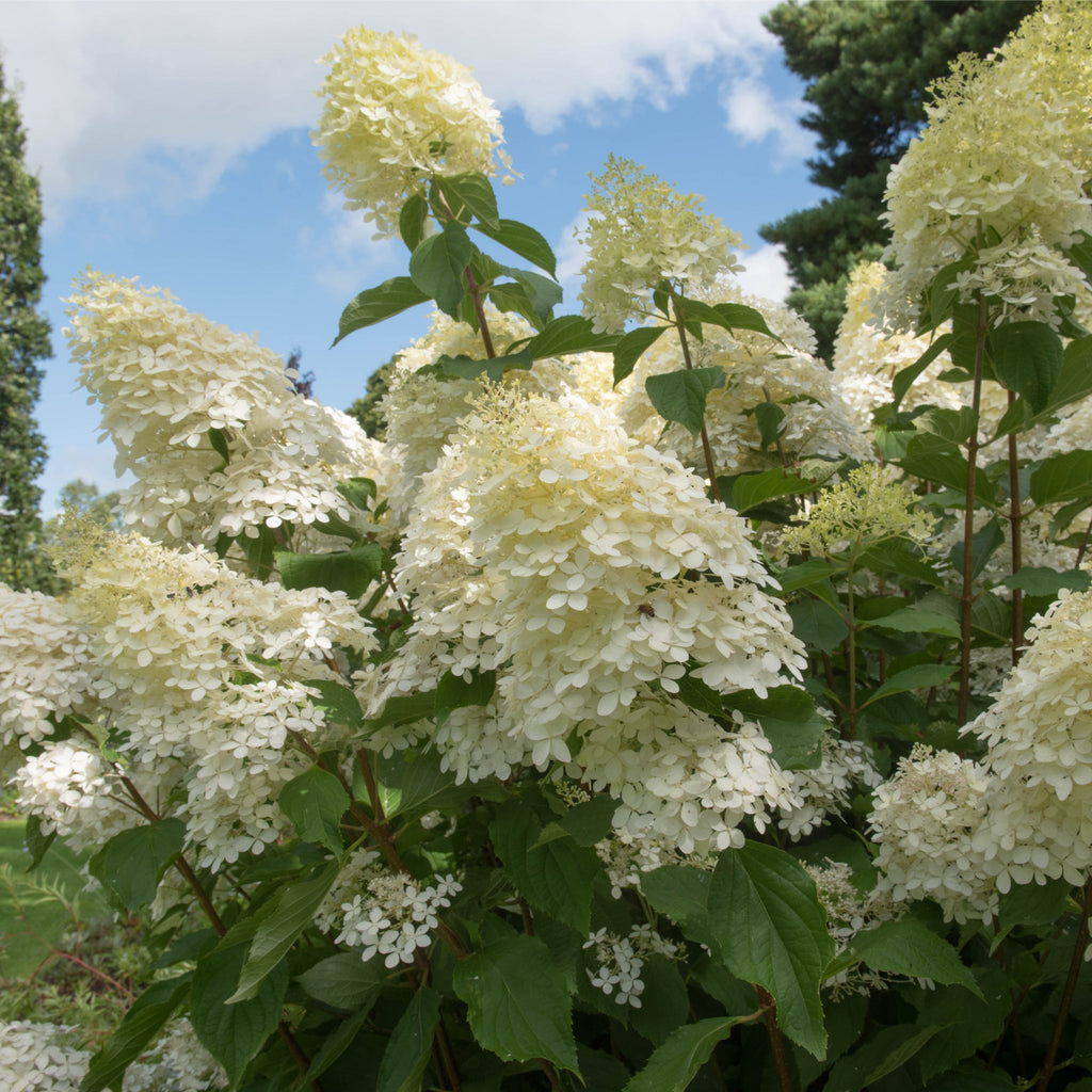 Hydrangea paniculata Phantom 1L (30-40cm inc. pot)