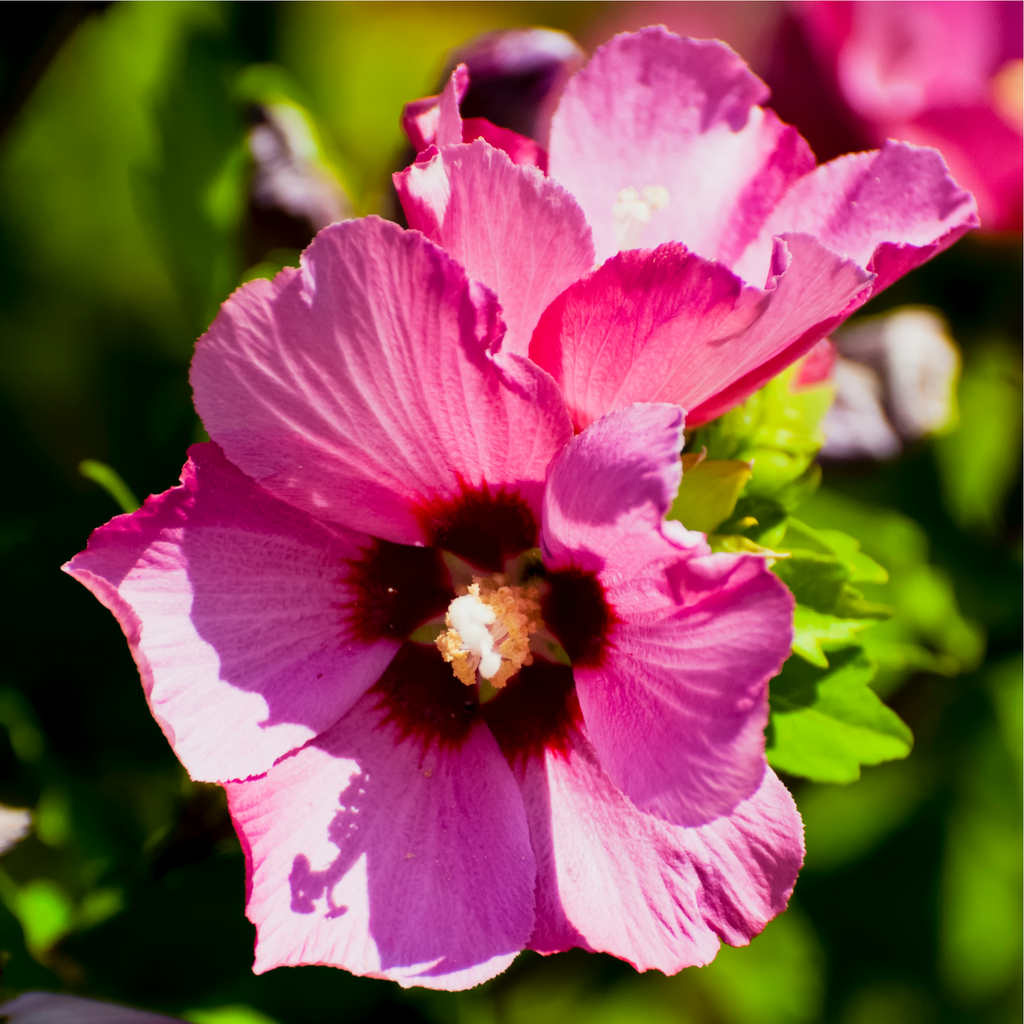 Hibiscus syriacus 'Woodbridge' 1.5L