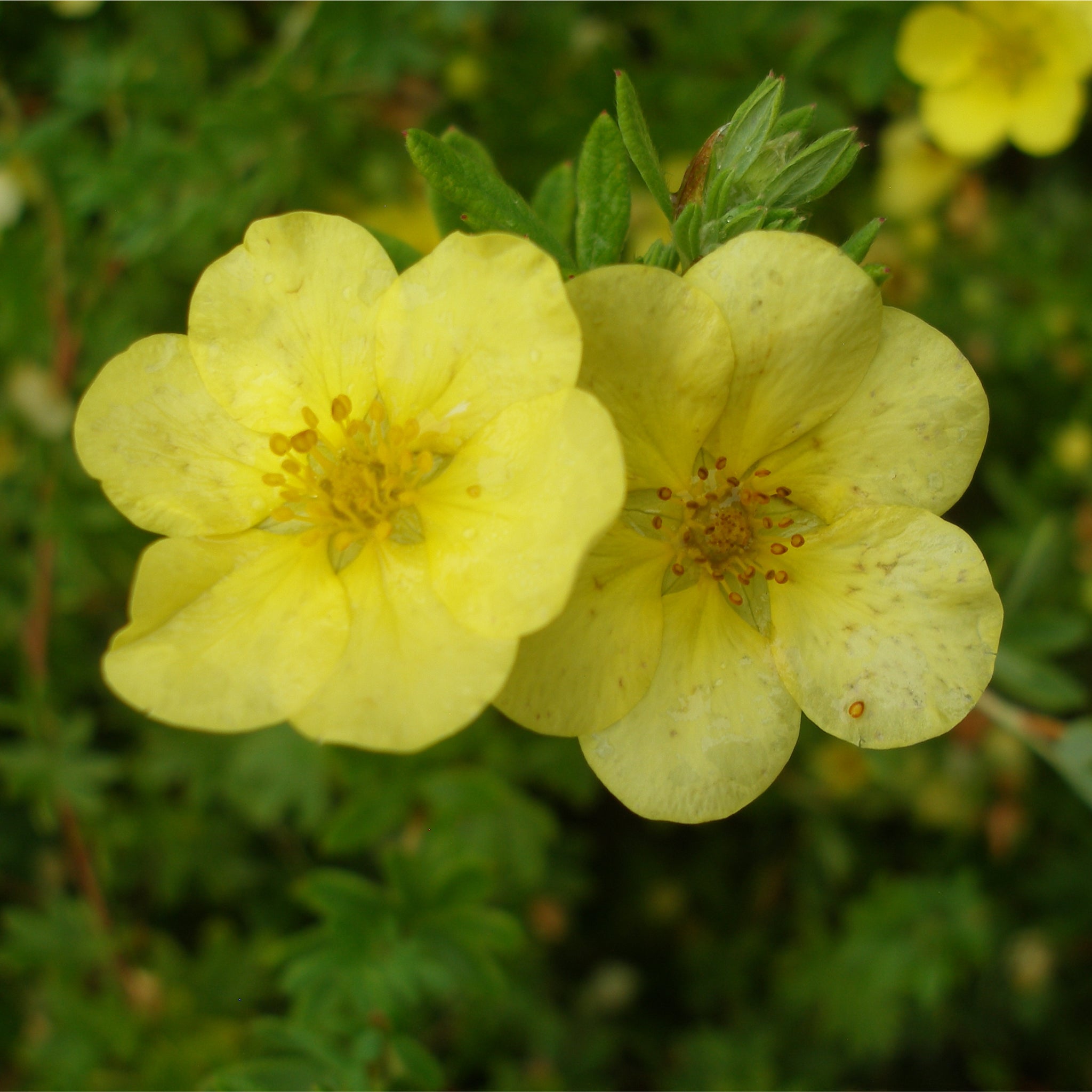 Potentilla fruticosa 'Katherine Dykes' 1L