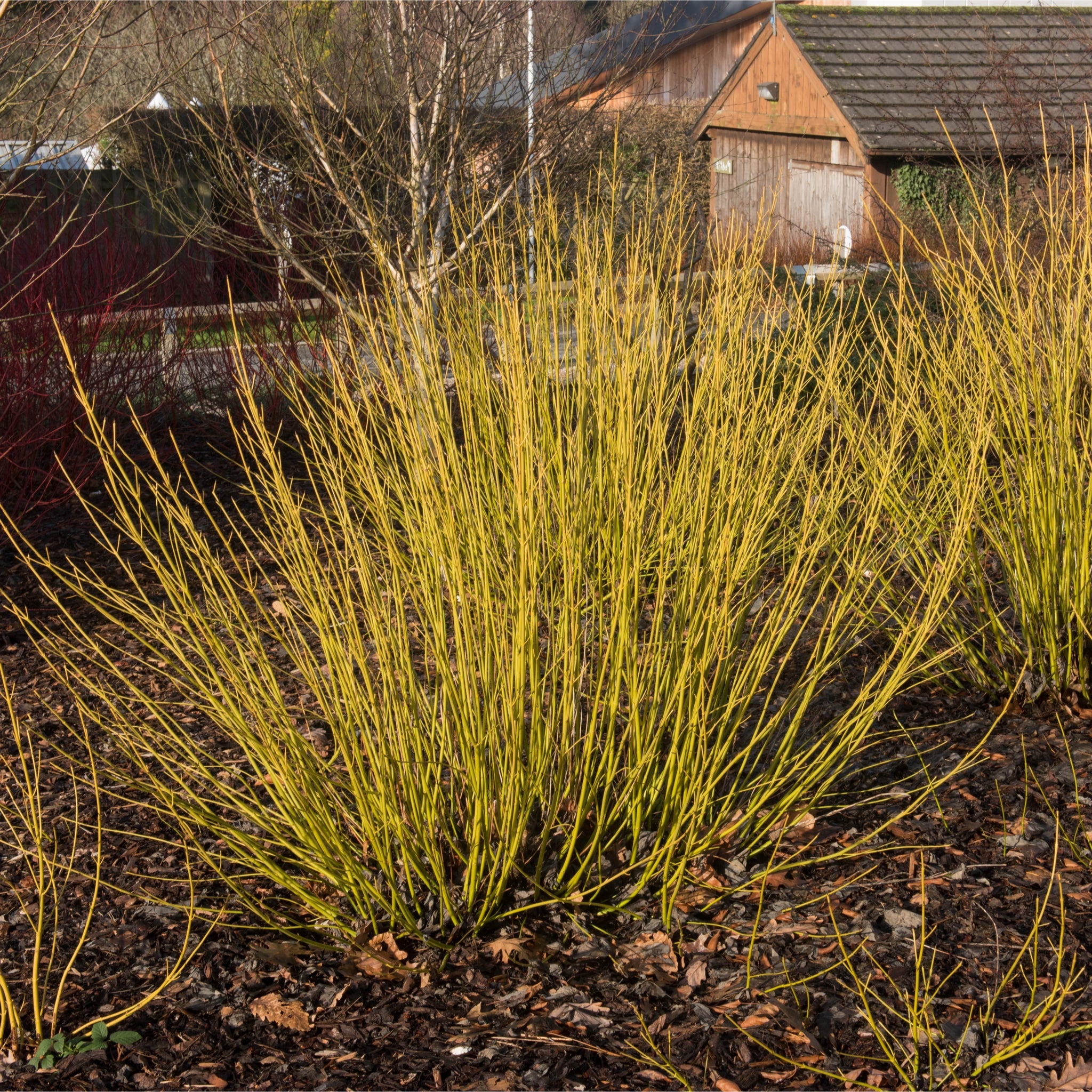 Cornus stolonifera flaviramea - Yellow Dogwood 1L / 2L