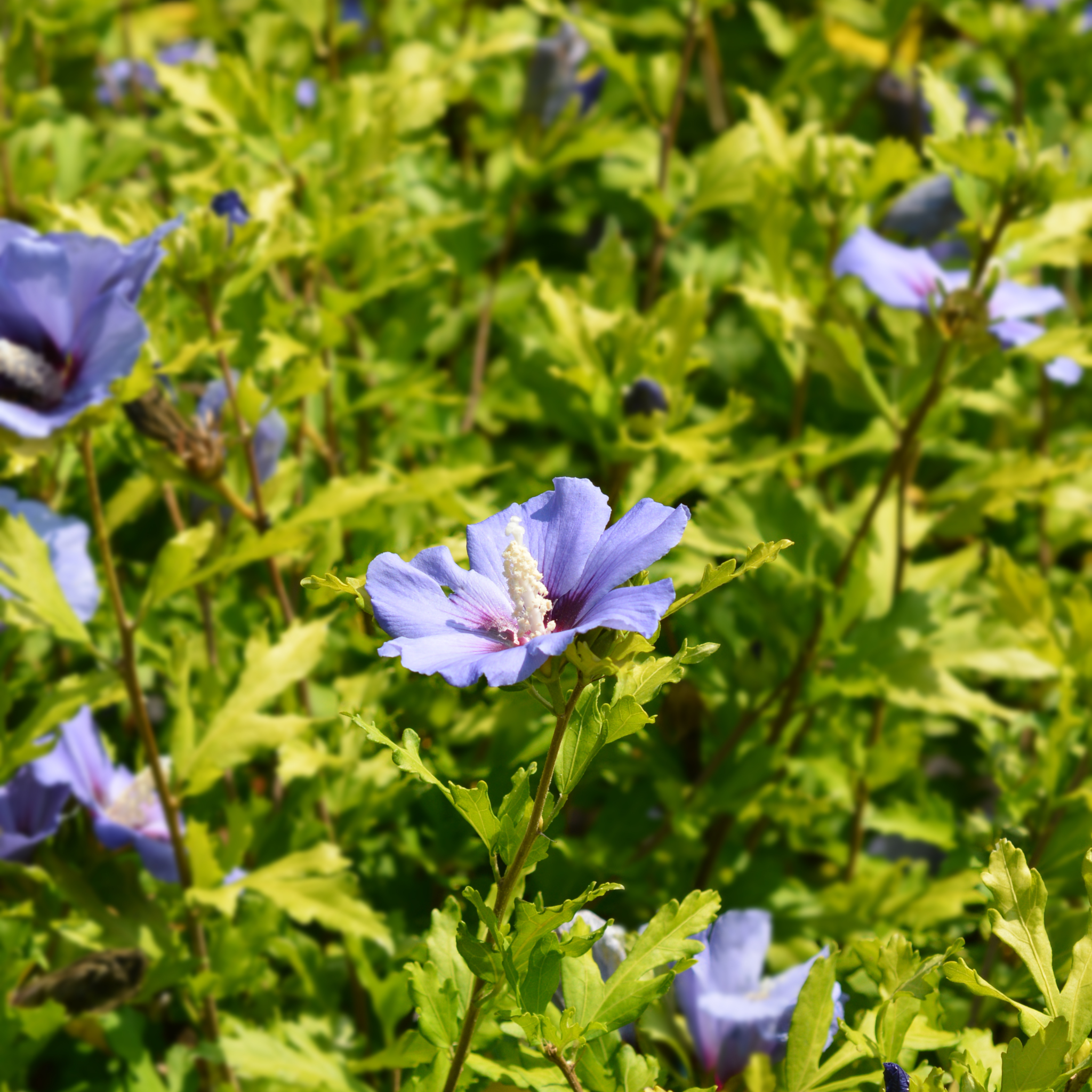 Hibiscus Syriacus 'Marina' 1.5L