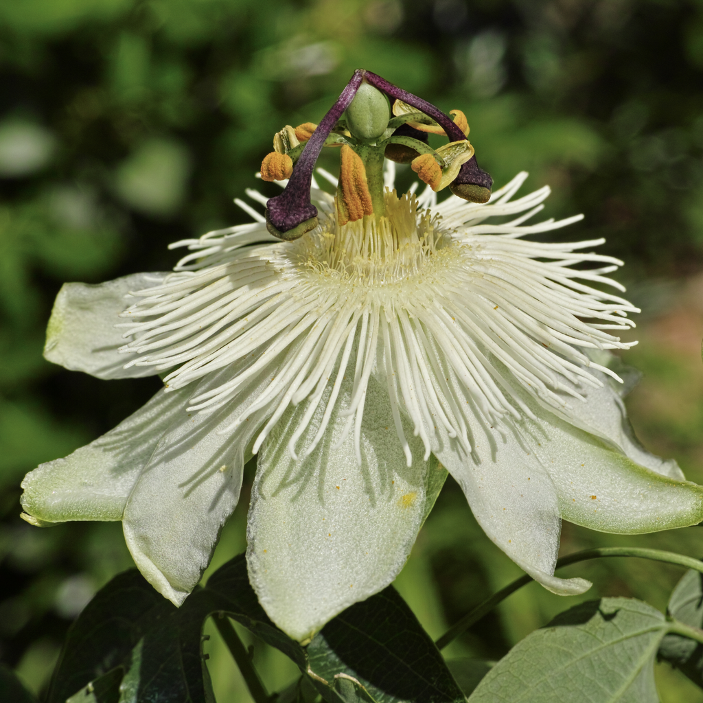 Passionflower Climber | Constance Elliot | 60cm