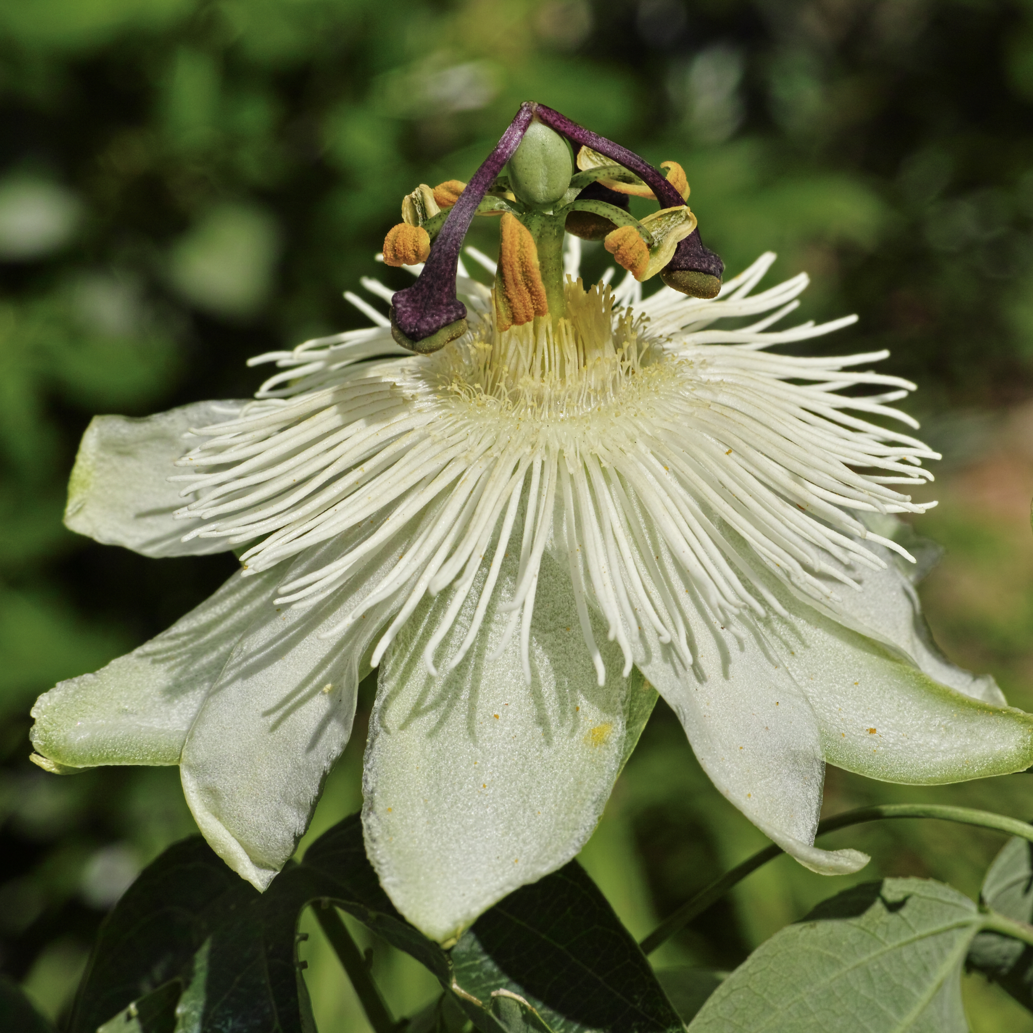 Passionflower Climber | Constance Elliot | 60cm