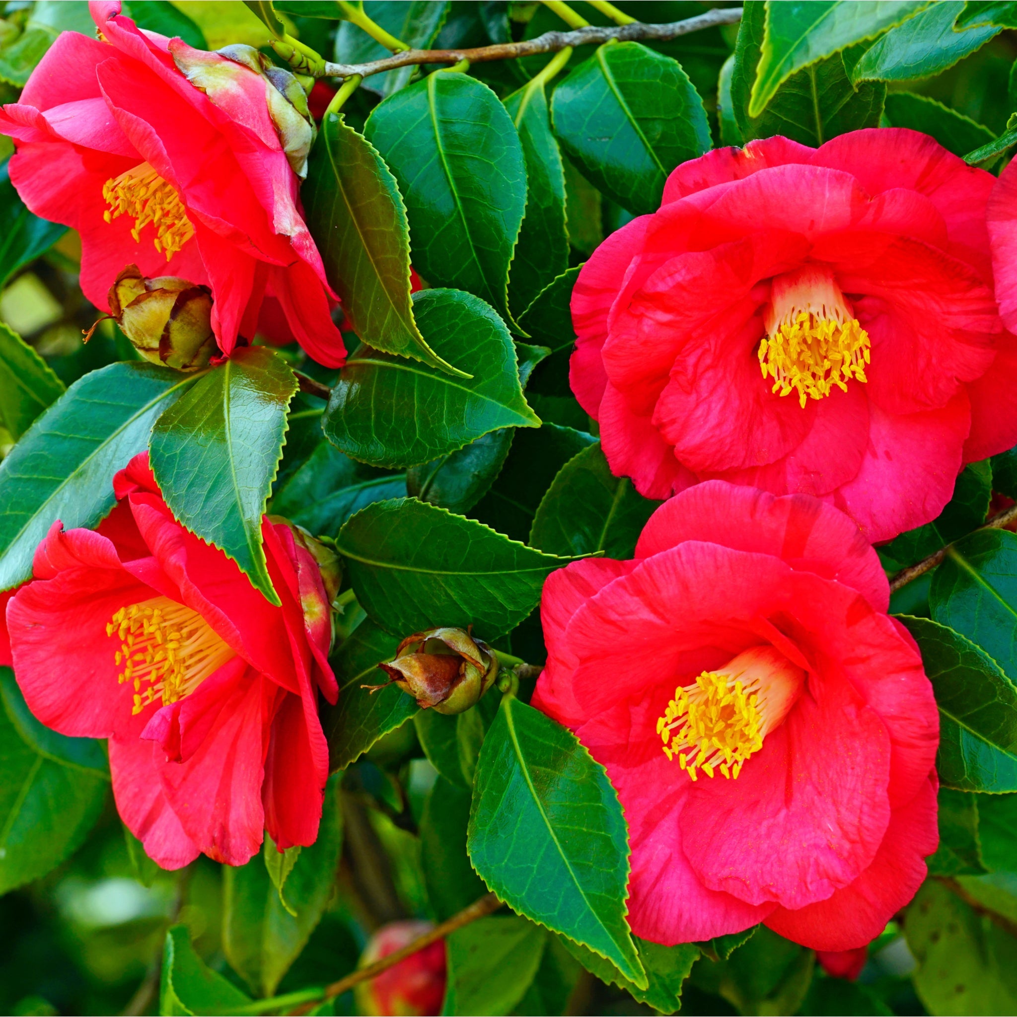 Camellia japonica 'Adolphe Audusson' 3L (70cm Tall)