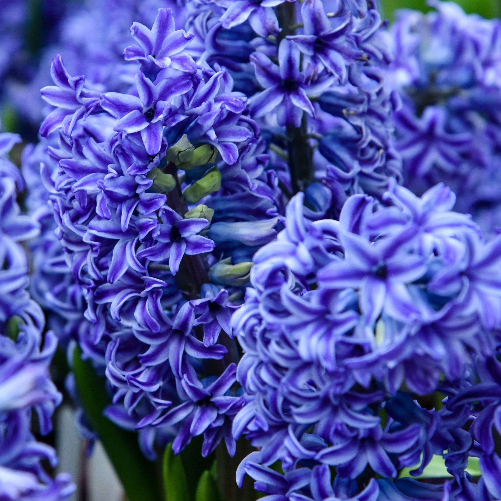Hyacinth Mixed (3/7 Bulbs)