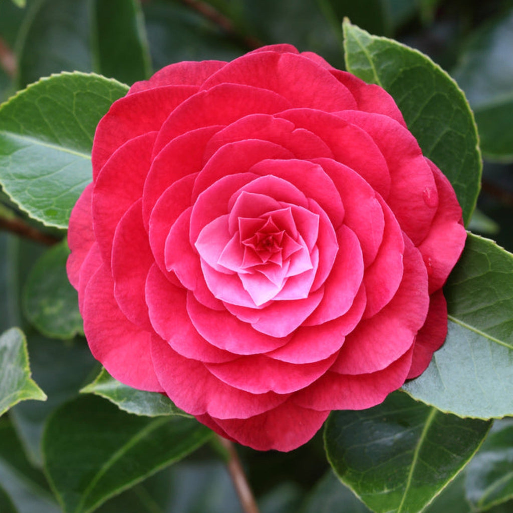 Camellia  'Roger Hall' 1L / 5L (100cm)