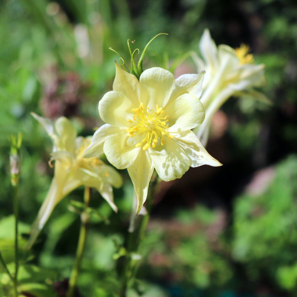 Aquilegia 'Yellow Star' 1L