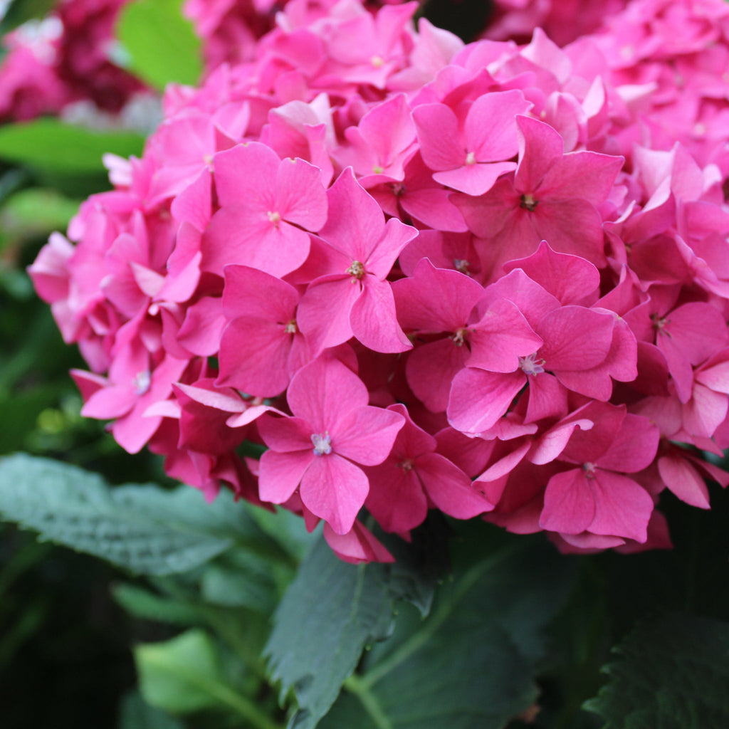 Dwarf Hydrangea | Hydrangea macrophylla 'Little Pink' 2L