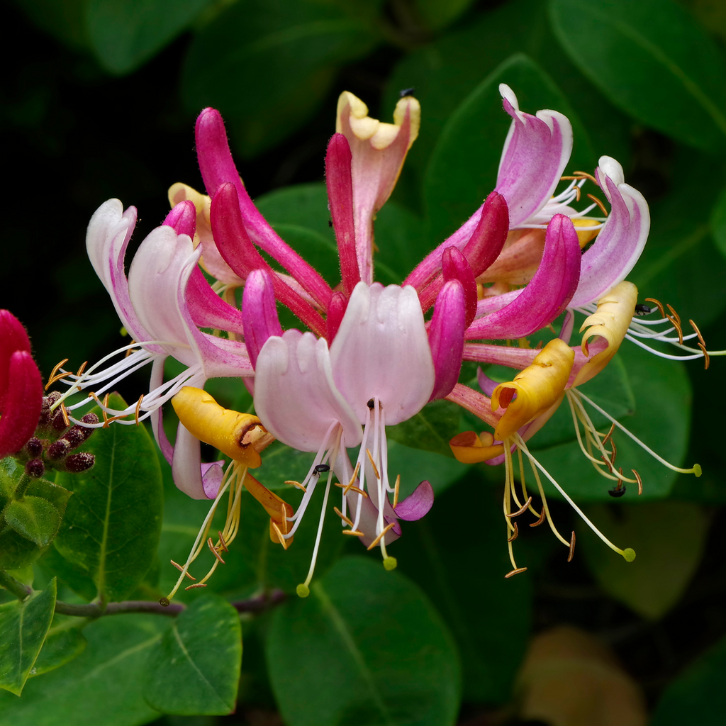 Honeysuckle periclymenum 'Serotina' 60cm