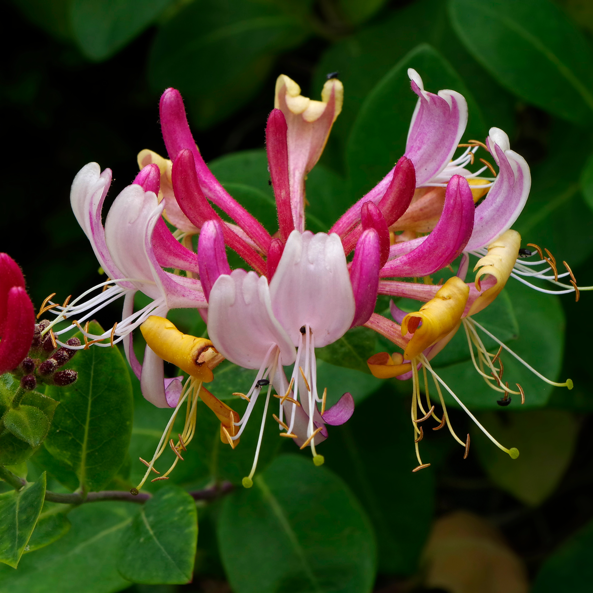 Honeysuckle periclymenum 'Serotina' 60cm