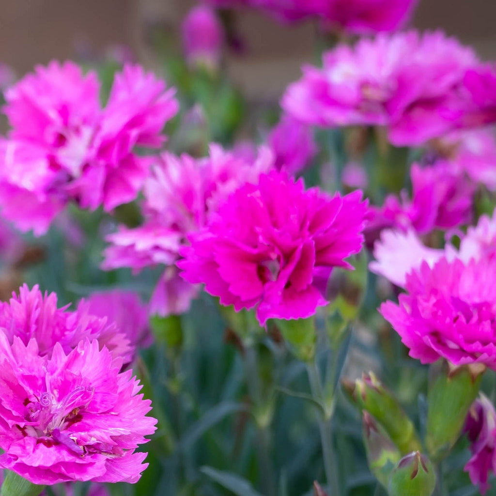 Dianthus plumarius Dixie Pink 1.5L