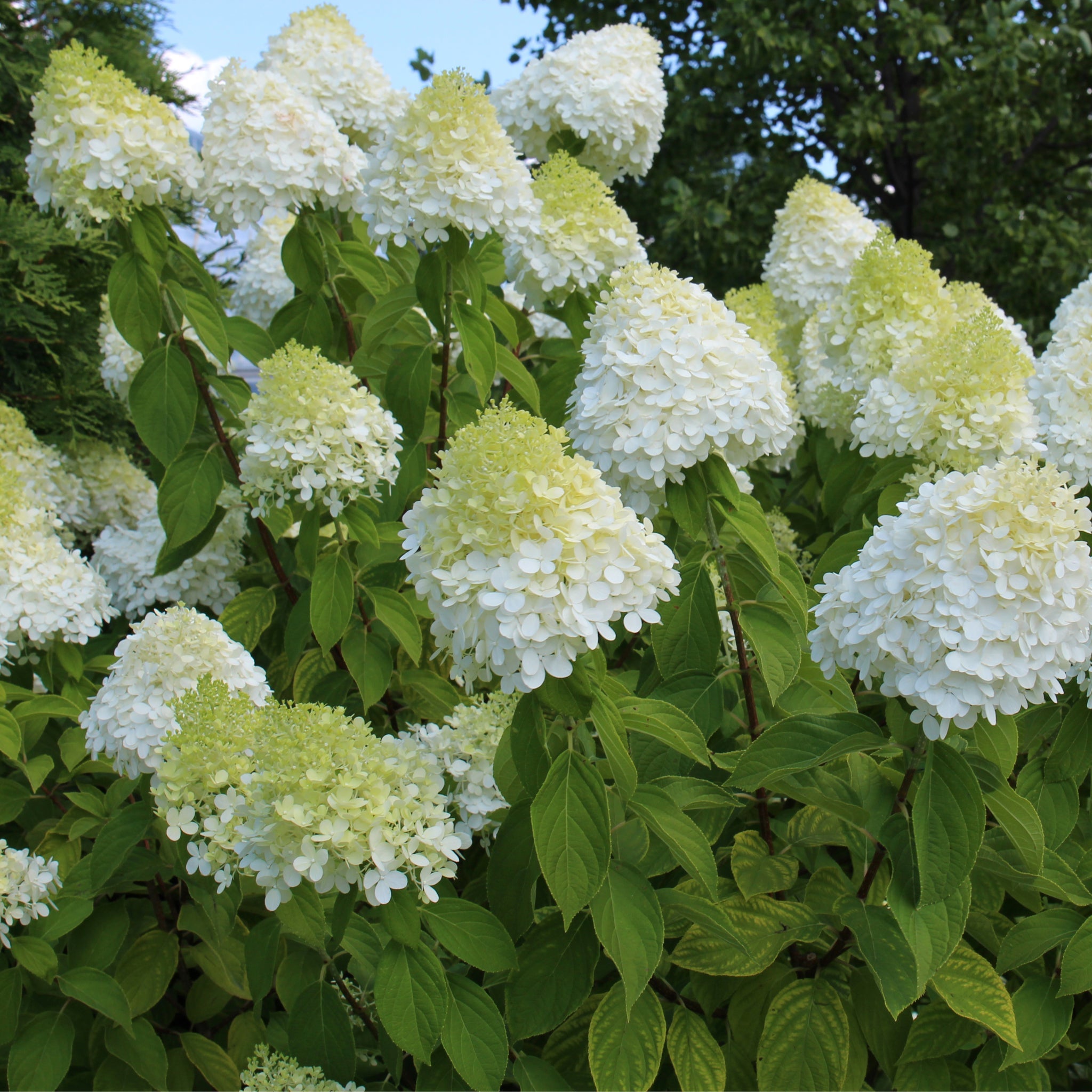 Hydrangea paniculta 'LimeLight' 9cm/2L/5L