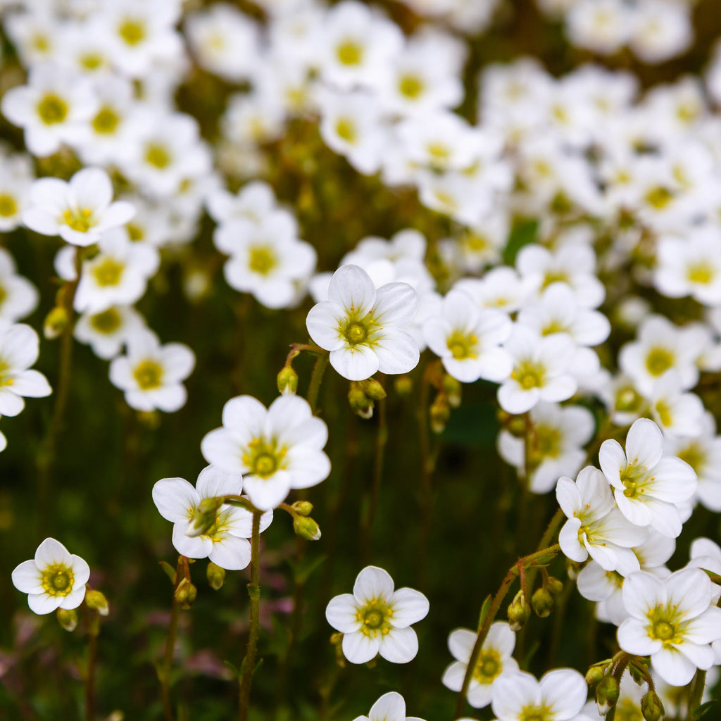 Saxifraga 'Pixie White' 2L