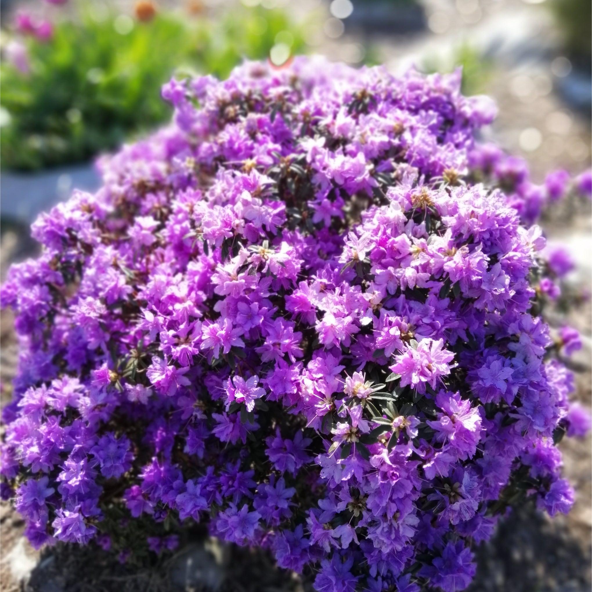 Rhododendron 'Azurika' 2L