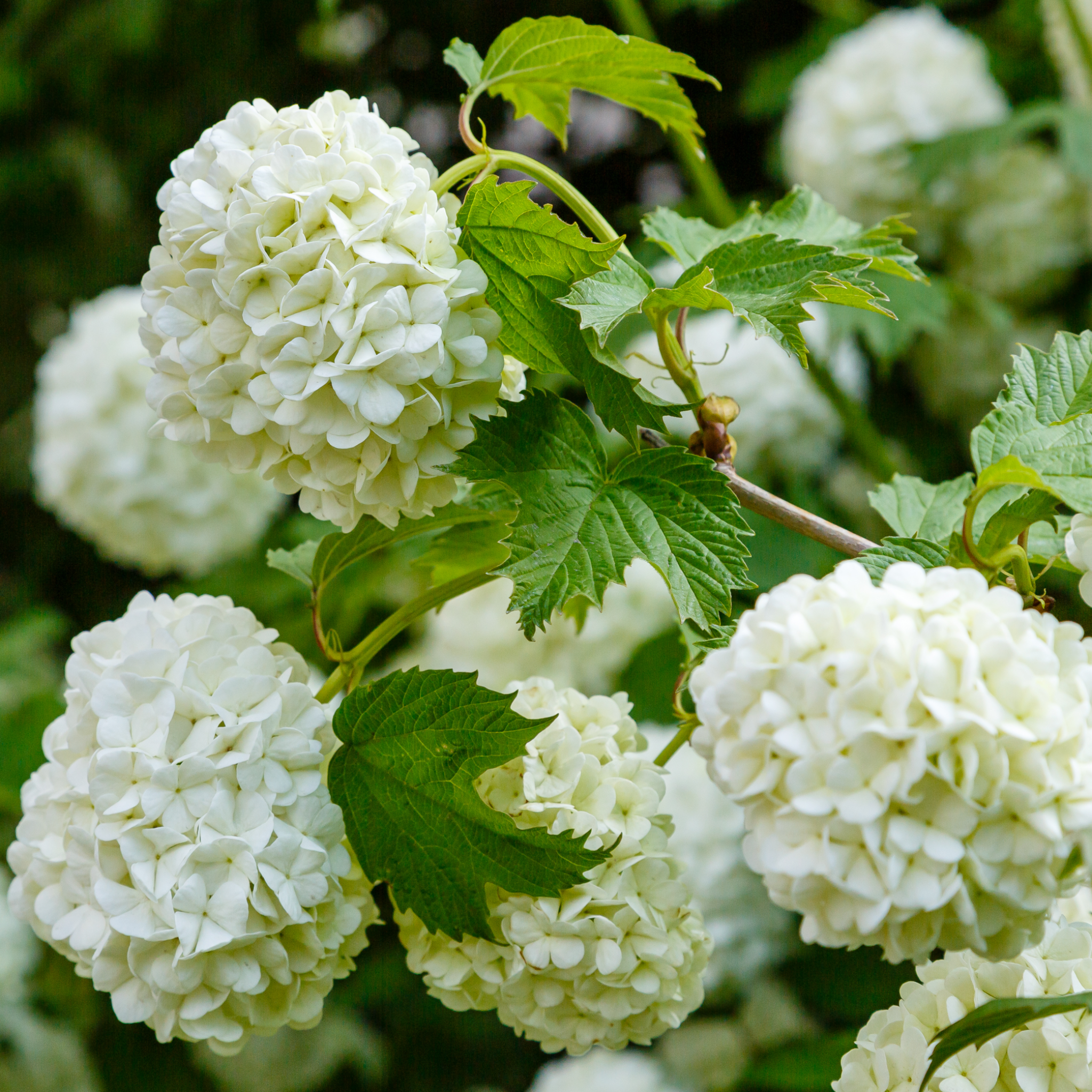 Viburnum opulus 'Roseum' (Snowball) 9cm / 2L / 5L
