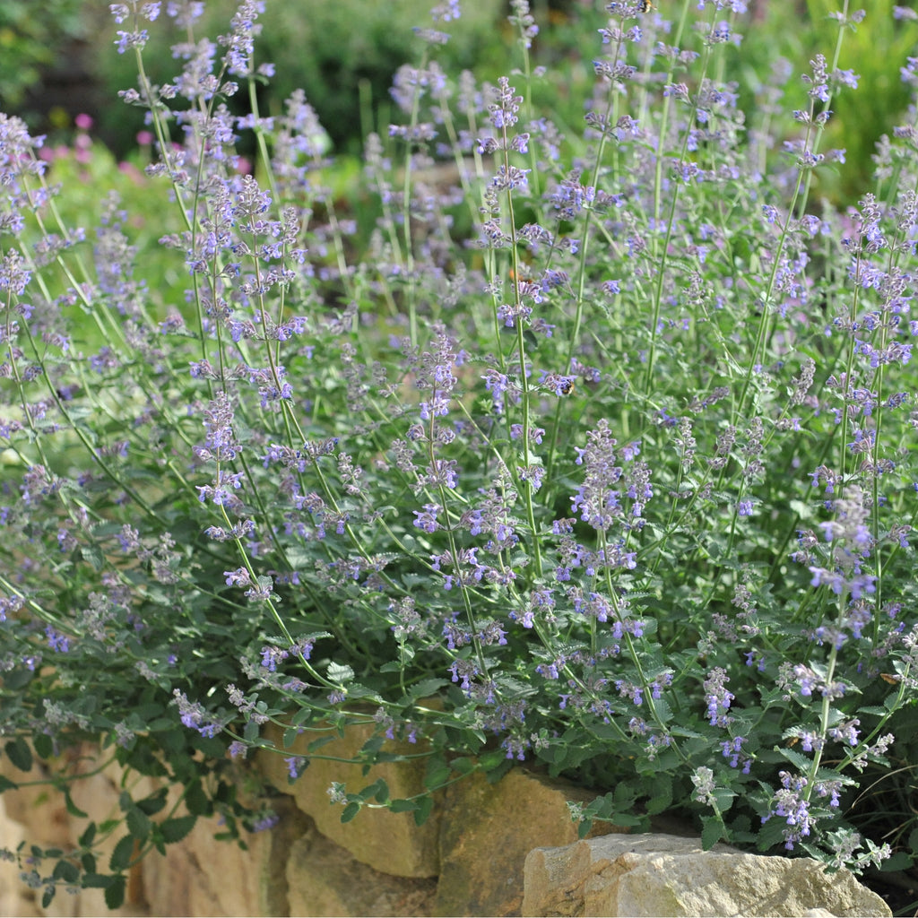 Nepeta Six Hills Giant 9cm/11cm/2L