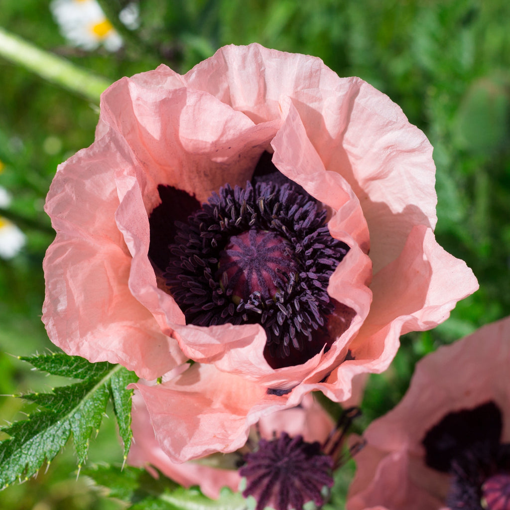 Papaver - Coral Reef Poppy 1L