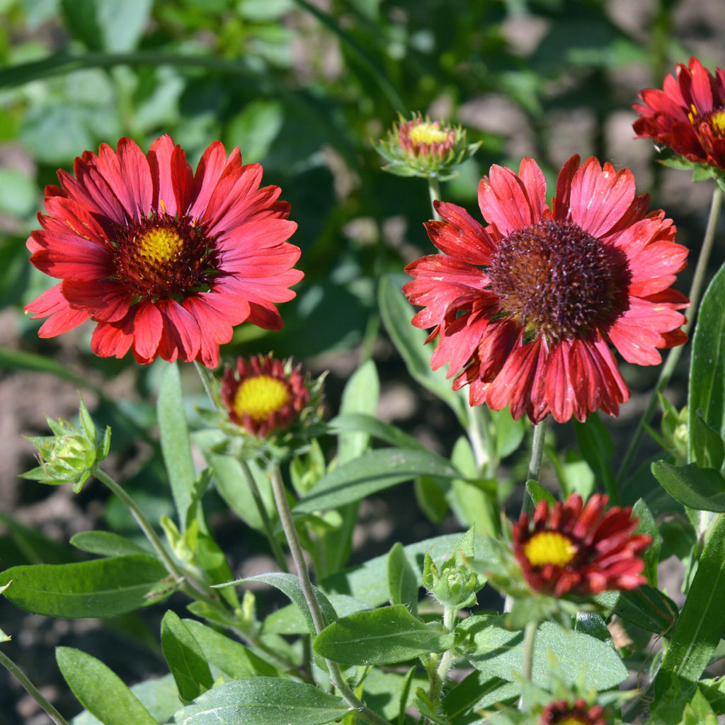 Gaillardia 'Burgunder' 9cm Pot