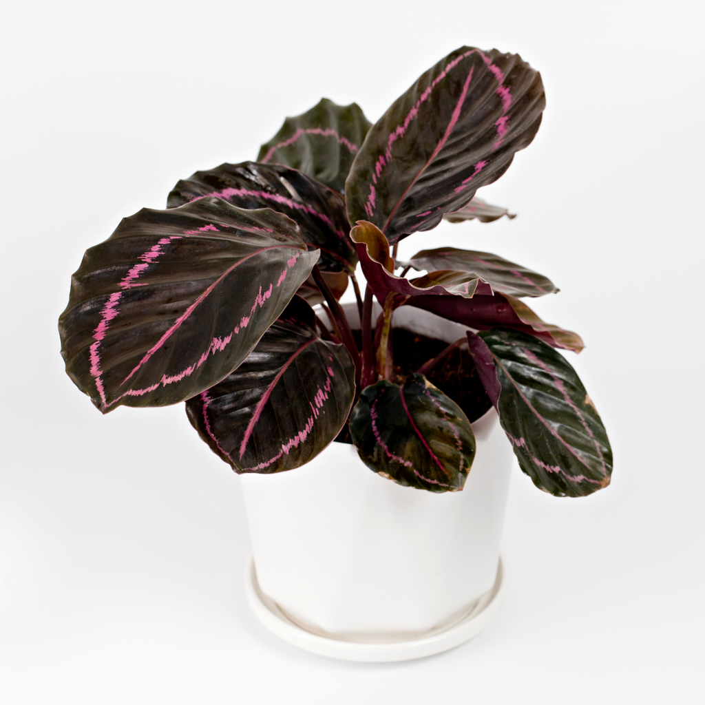 Calathea roseopicta Surprise Star 50cm