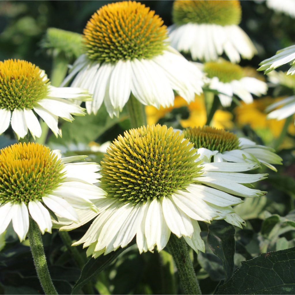 Echinacea purpurea 'PowWow' White 1.5L