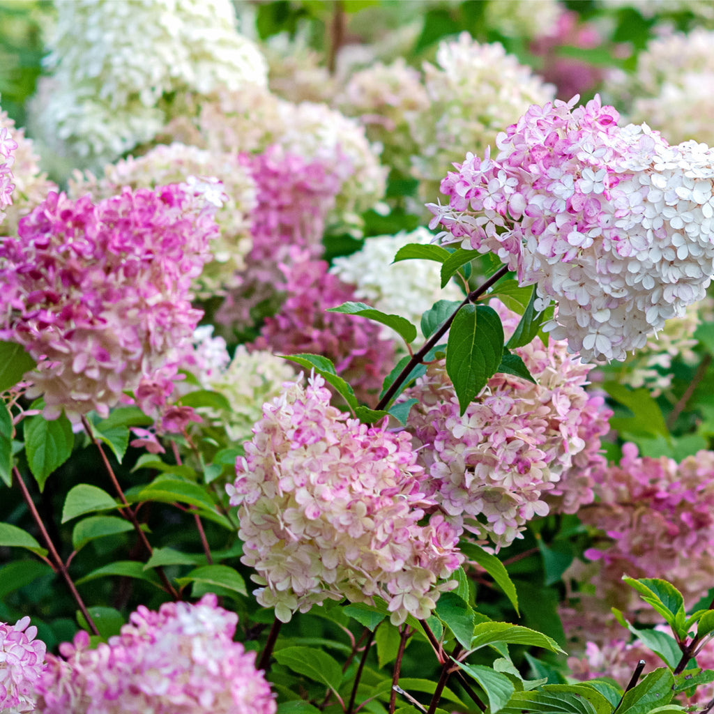 Hydrangea paniculata 'Vanille Fraise' 9cm / 2L / 3L