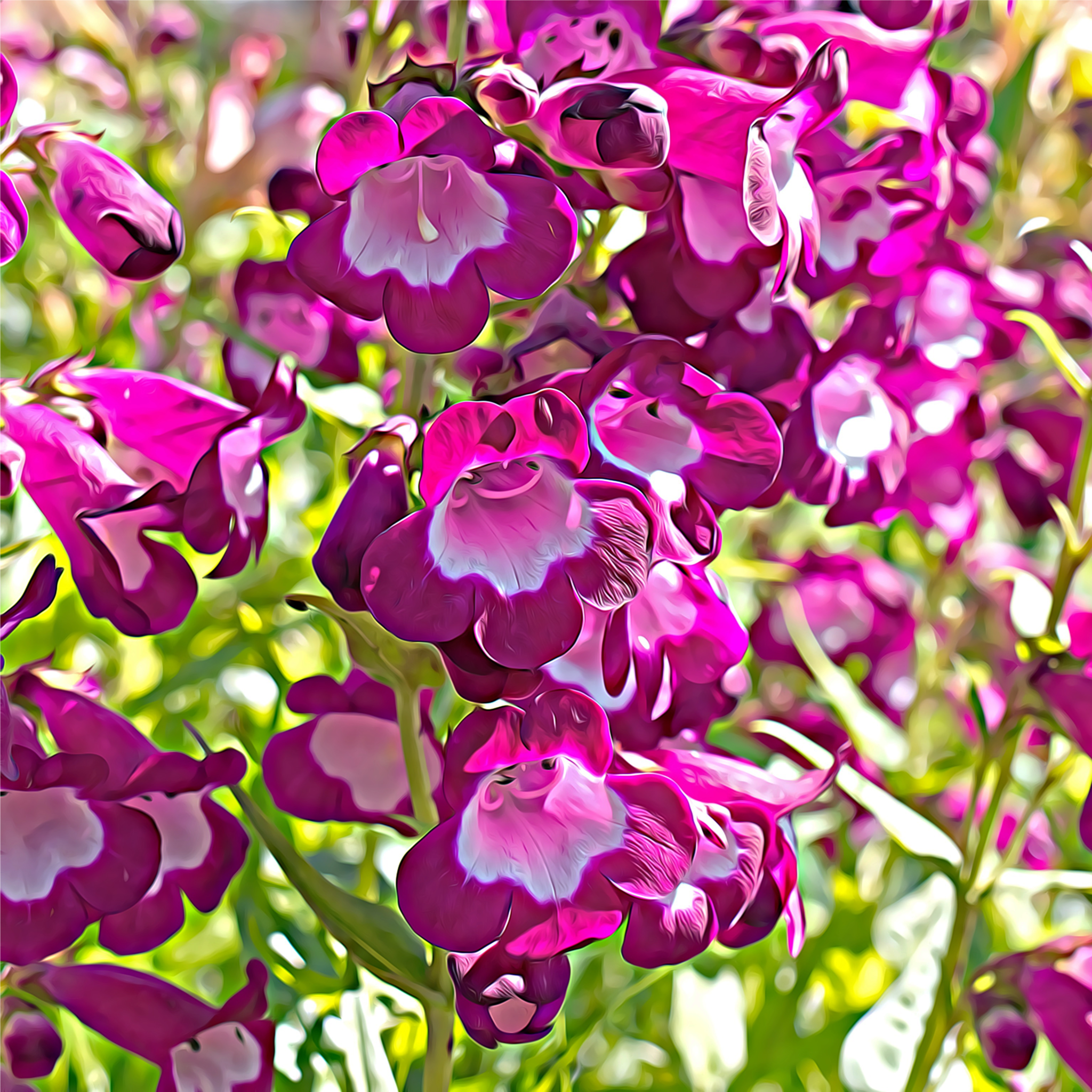 Penstemon ‘Phoenix Magenta’ 1.5L