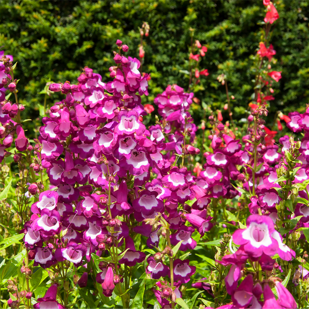 Penstemon ‘Phoenix Magenta’ 1.5L