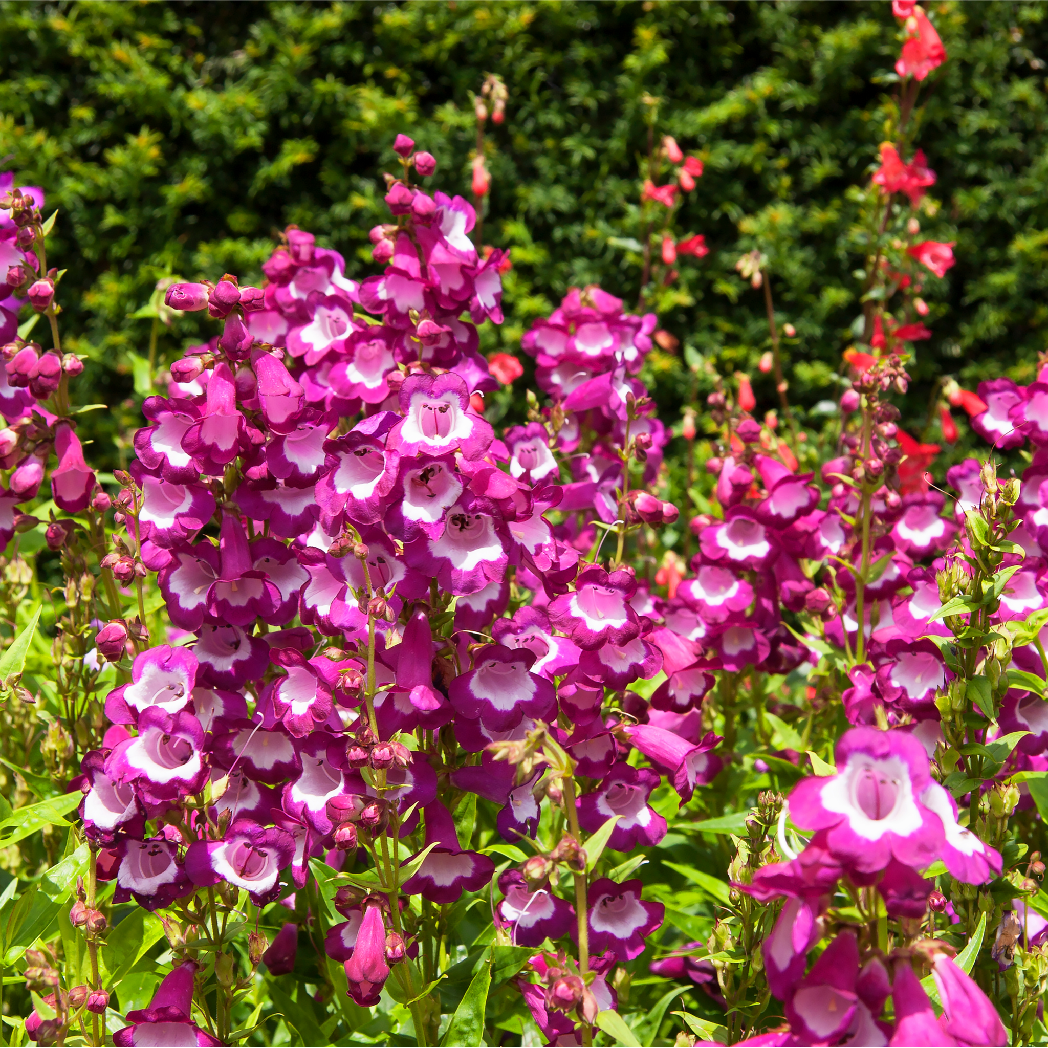 Penstemon ‘Phoenix Magenta’ 1.5L