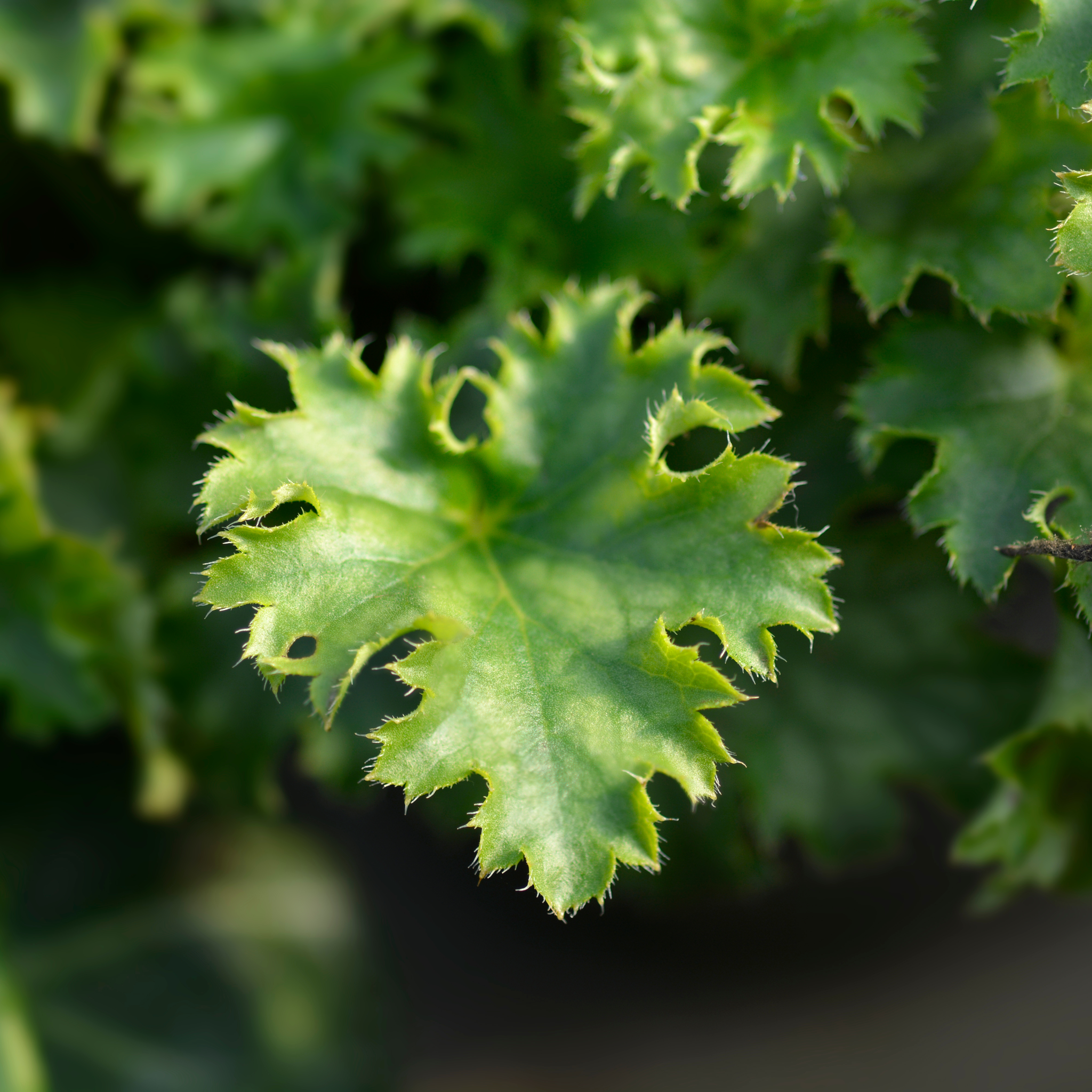 Heuchera 'Apple Crisp' 2L