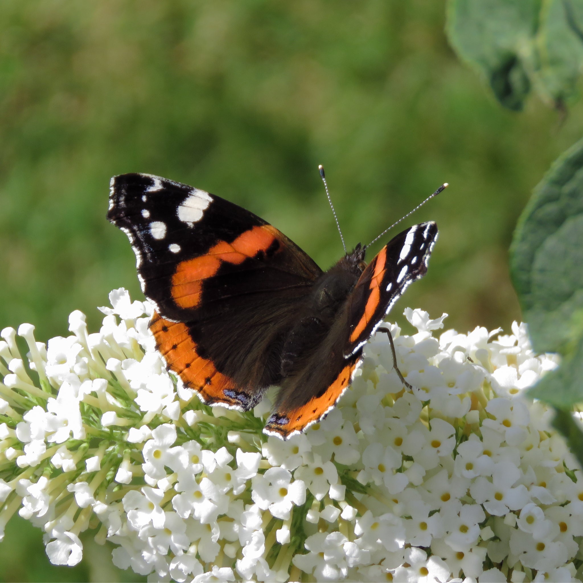 Buddleja davidii 'Manho White’ 1L / 2L