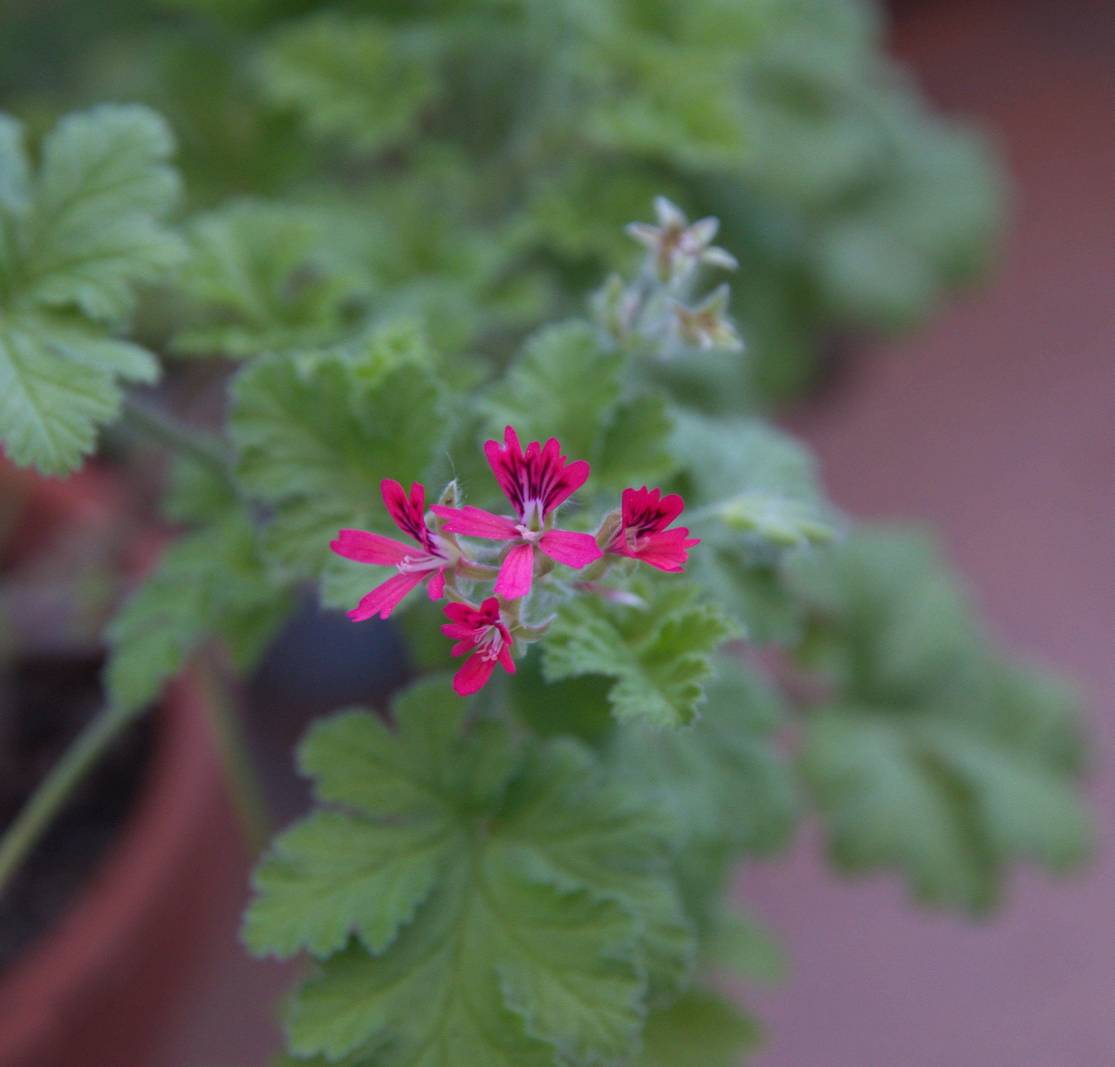 Scented Pelargonium (Scented Geranium) 'Odorata Hazelnut' 1.5L