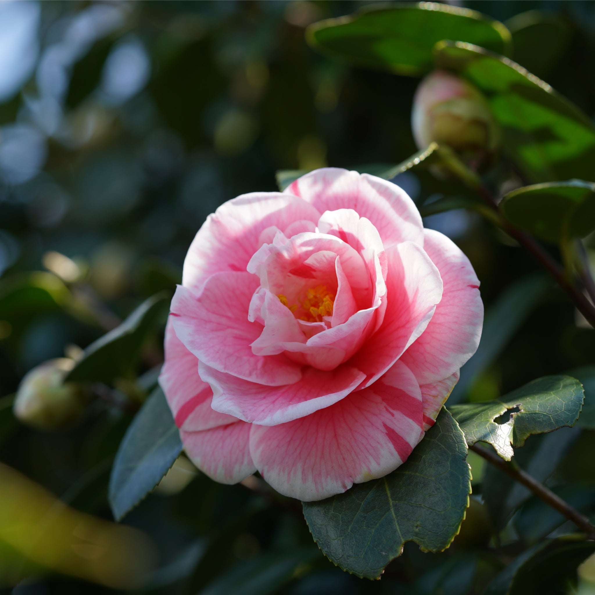 Camellia japonica 'Kick off' 60cm