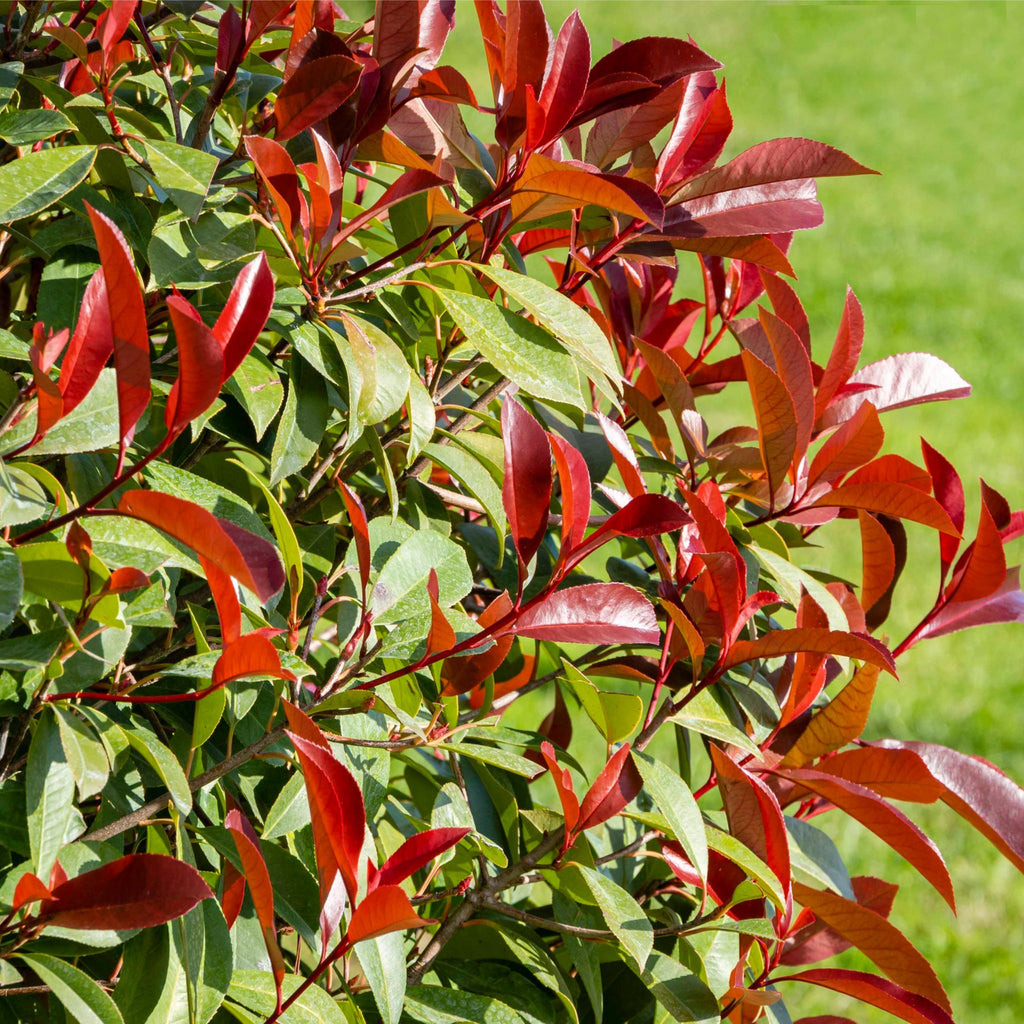 Photinia x fraseri 'Red Robin' 2L (60cm)