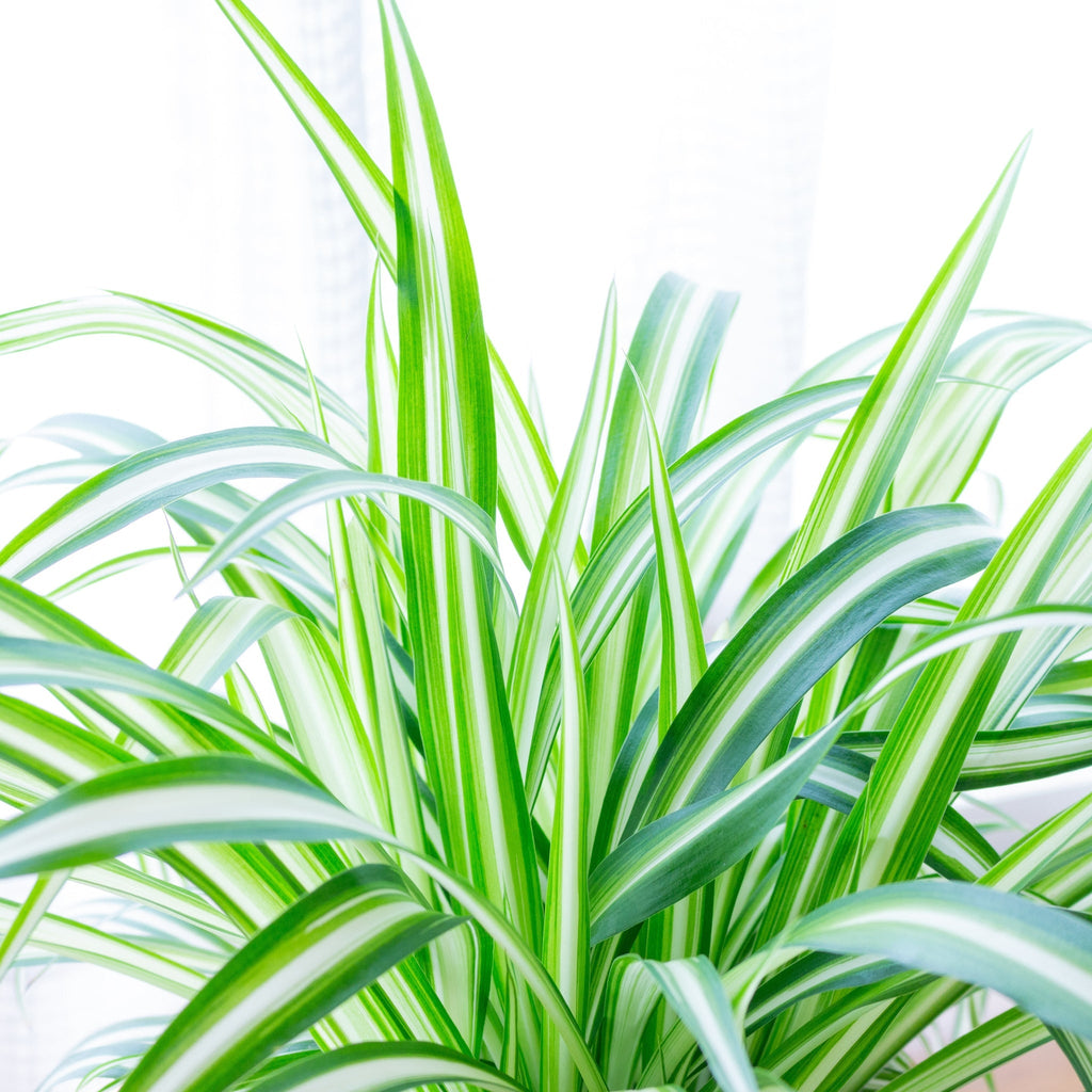 Chlorophytum variagata (Spider Plant) 25-30cm