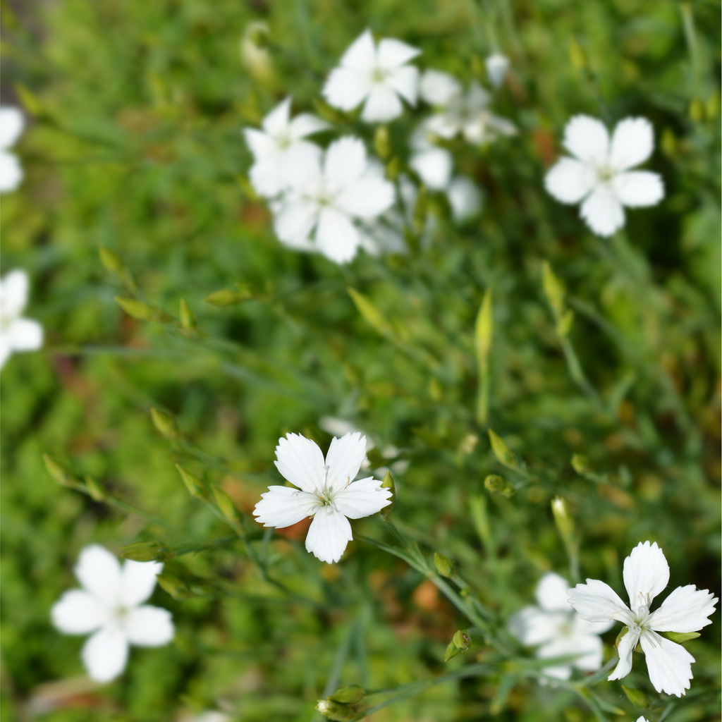 Dianthus deltoides 'Alba' 9cm