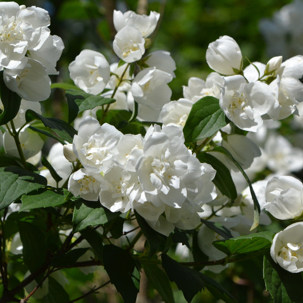 Philadelphus 'manteau d'Hermine' 1L / 2L