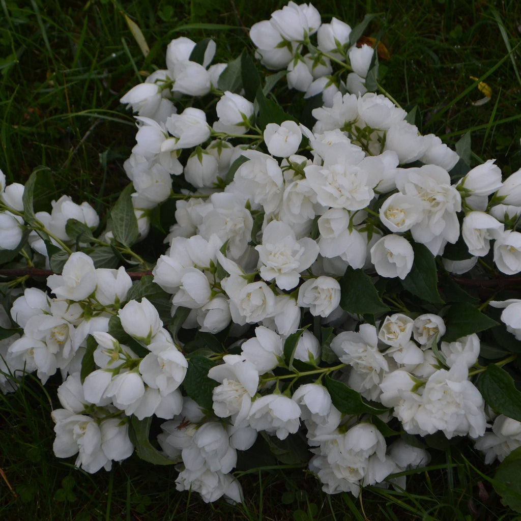 Philadelphus 'Minnesota Snowflake' Mock Orange 3L