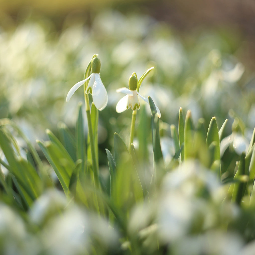 Snowdrops (8 Bulbs)