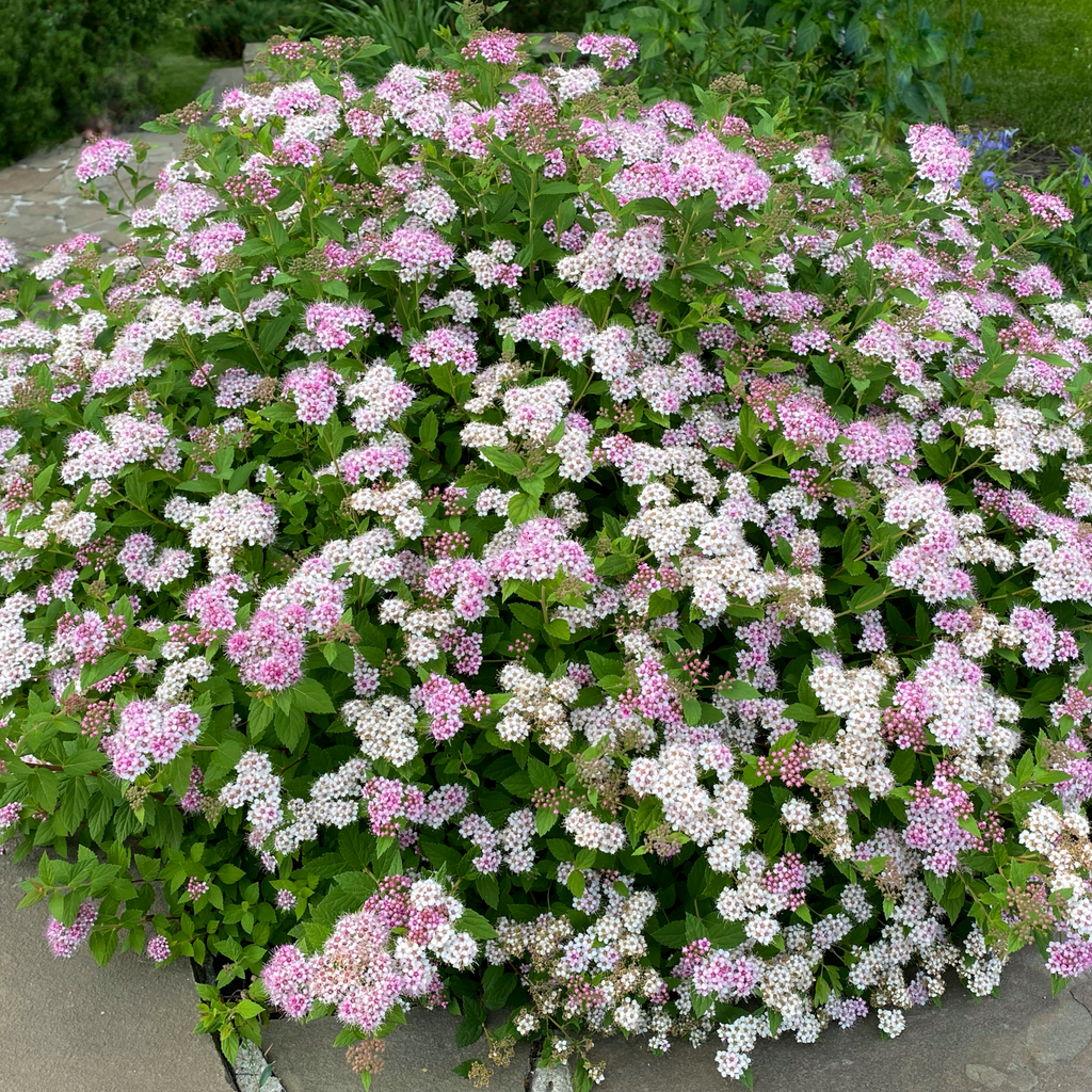 Spiraea japonica 'Little Princess' 9cm / 2L