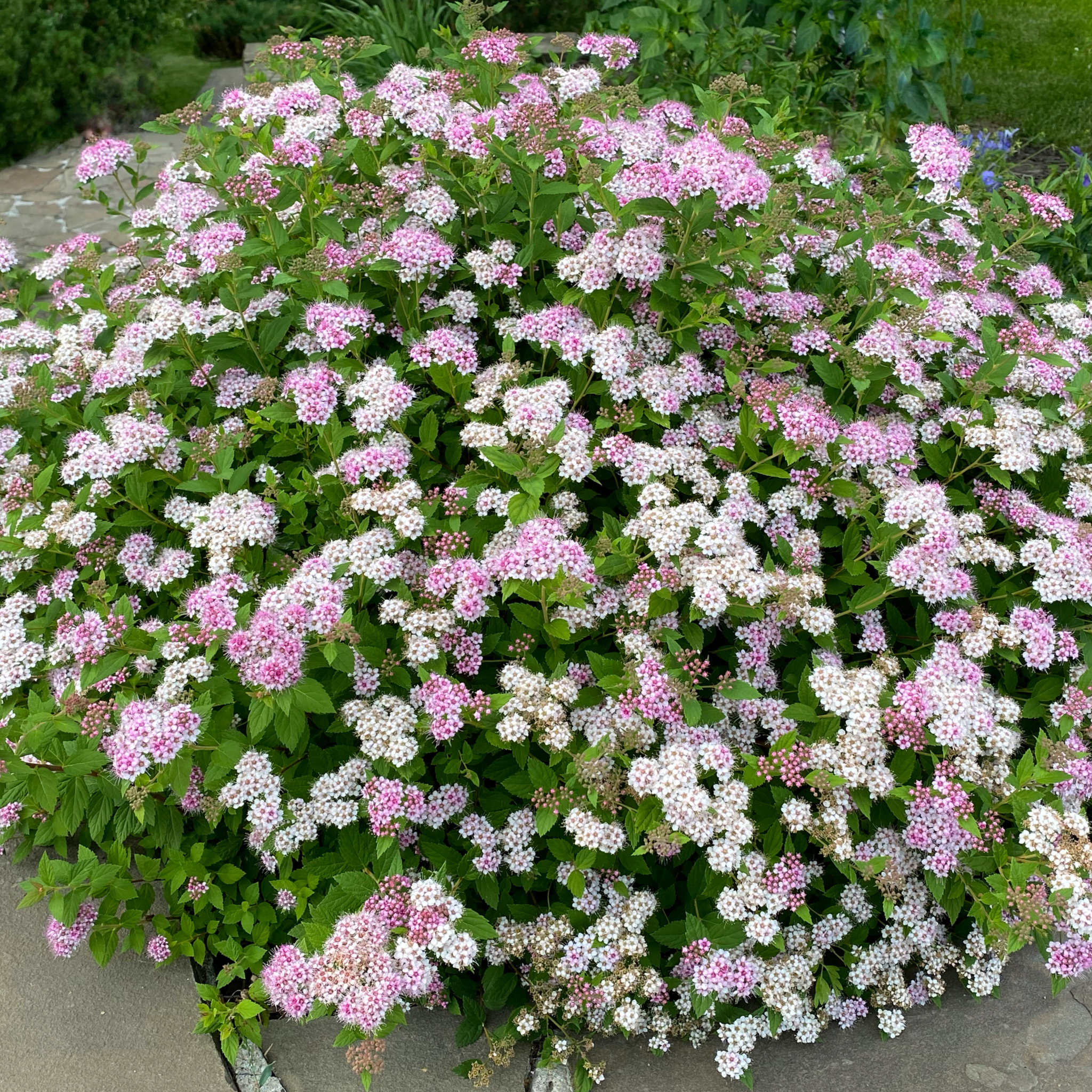 Spiraea japonica 'Little Princess' 9cm / 2L