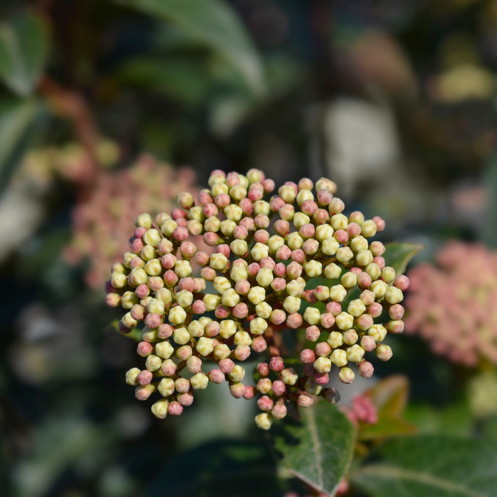 Viburnum tinus 'Eve Price' 9cm-7.5L