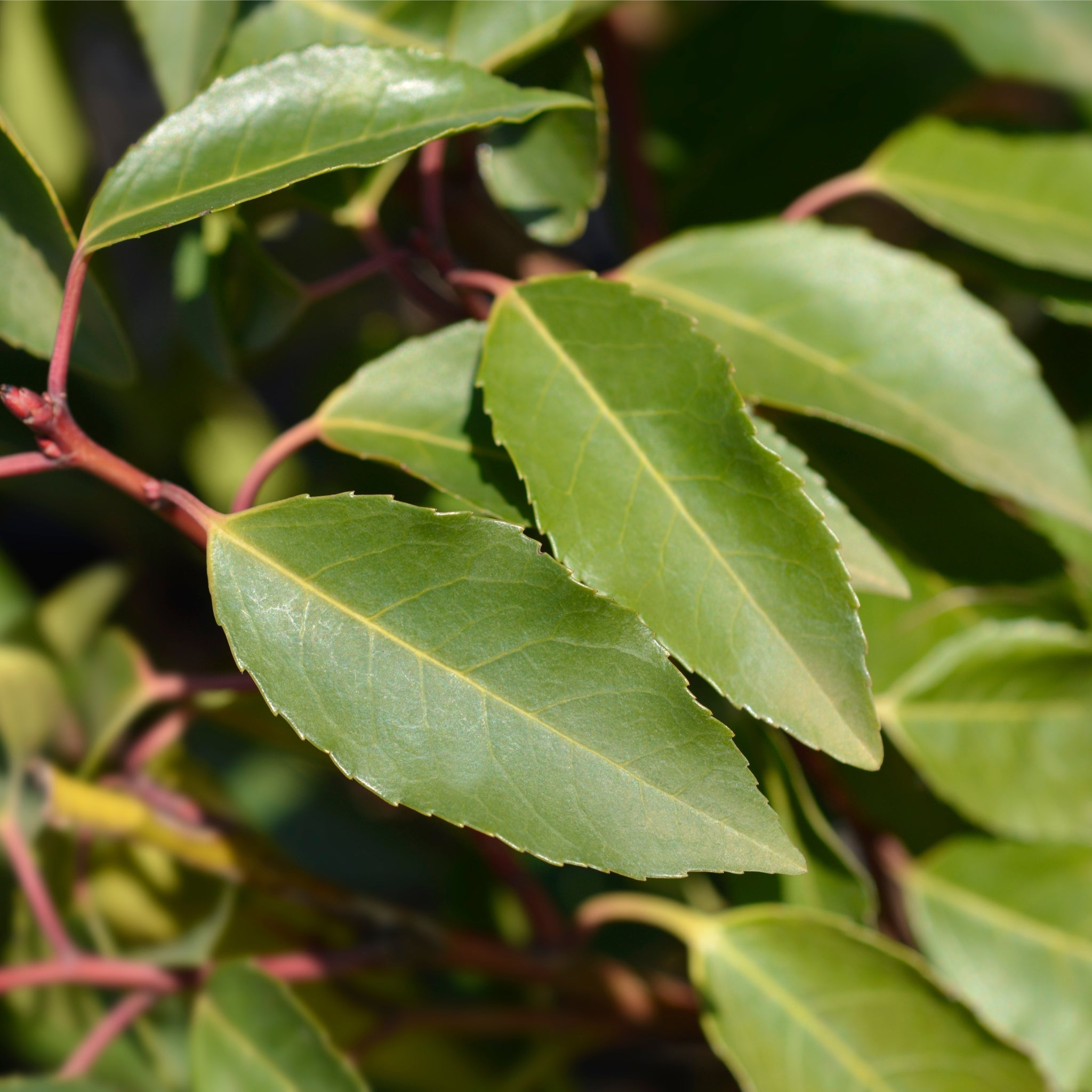Portuguese Laurel | Prunus lauroceras 'Angustifolia' (Multibuy Offers Available)