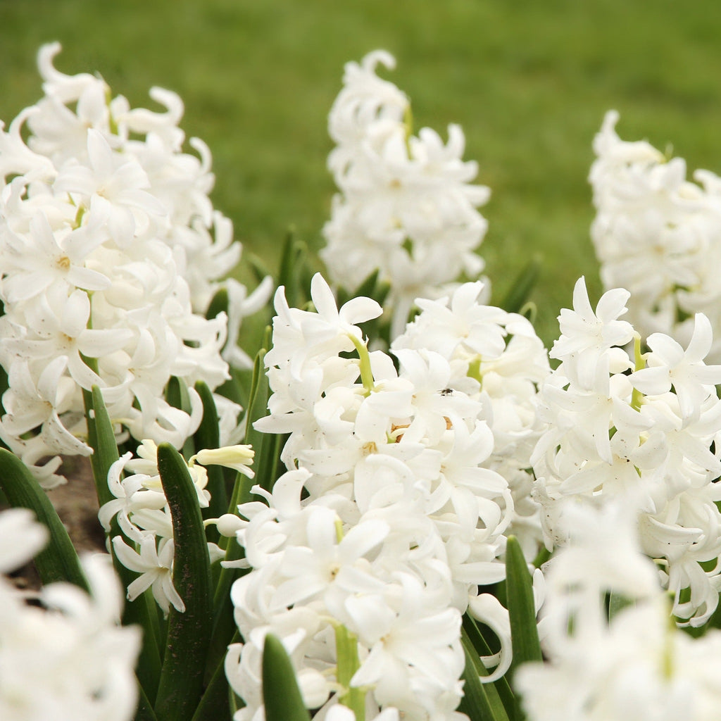 Hyacinth Mixed (3/7 Bulbs)