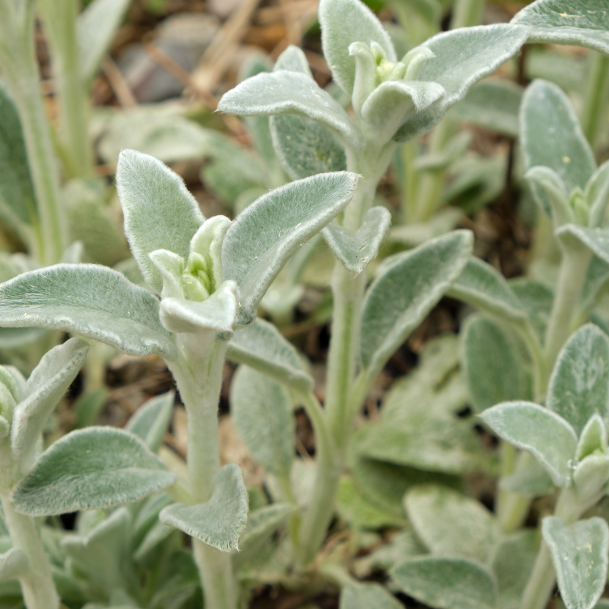 Stachys lanata 9cm / 2L