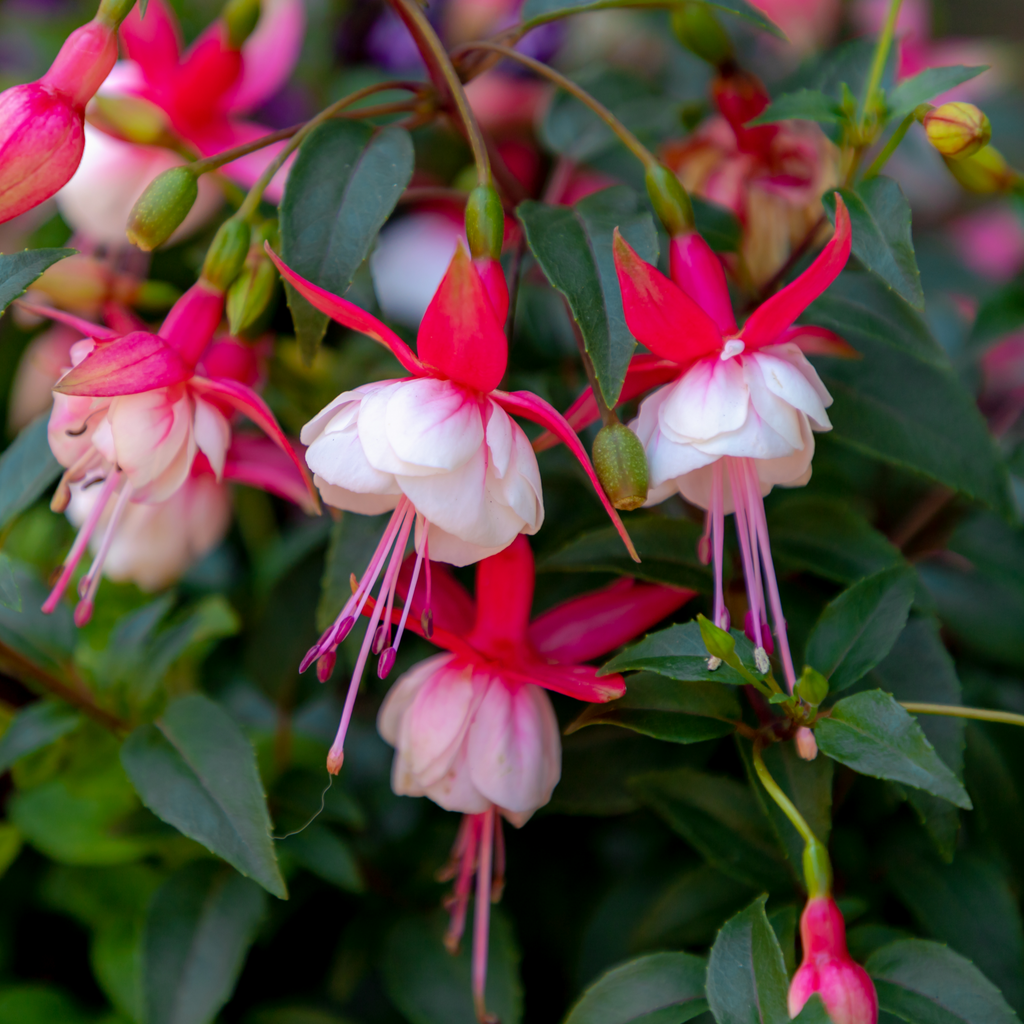 Hardy Fuchsia 'Snowcap' 9cm / 3L