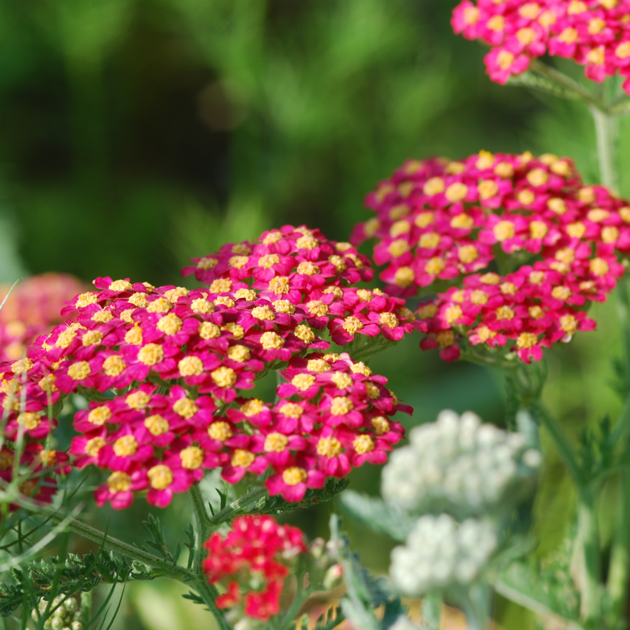 Achillea (Yarrow) - Milly Rock Red 1.5L