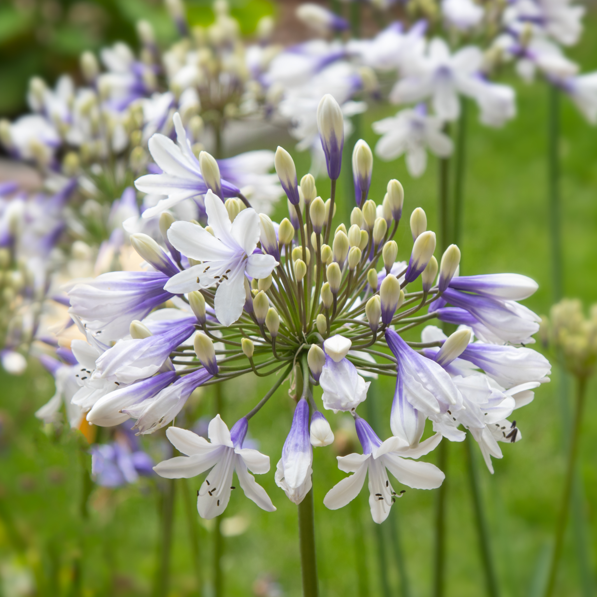 Agapanthus 'Twister' 2L